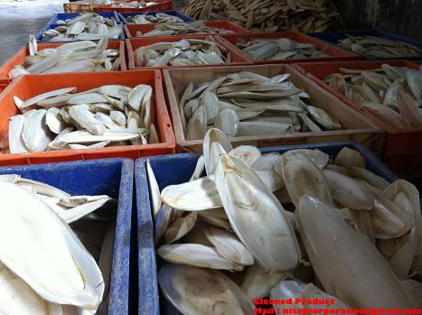 Manufacturers Exporters and Wholesale Suppliers of Trimmed Cuttle Fish Bone Alappuzha Kerala
